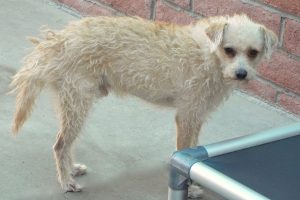 Picture of Scooby