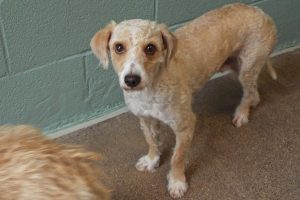 Picture of Shaggy