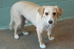 Picture of Shaggy