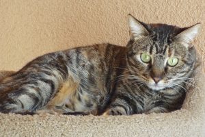 Picture of Skipper