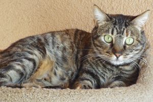 Picture of Skipper