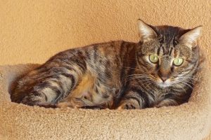 Picture of Skipper