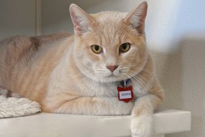 Picture of Socks