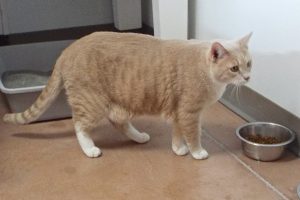 Picture of Socks