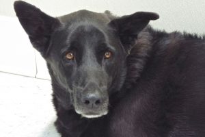 Picture of Whiskey
