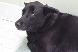 Picture of Whiskey