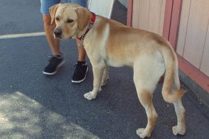 Picture of Yeller