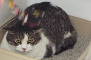 Picture of Ace