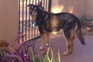 Picture of Bella