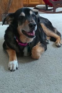 Picture of Bella