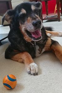 Picture of Bella