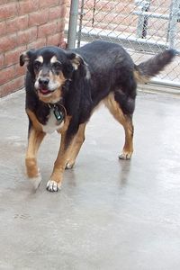 Picture of Bella