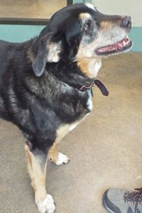 Picture of Bella