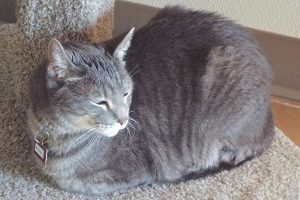 Picture of Britches