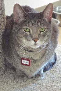 Picture of Britches