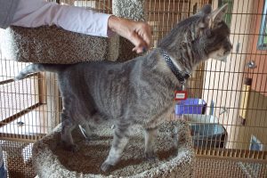 Picture of Britches