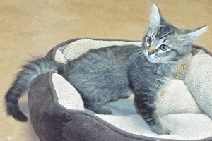Picture of Cinder