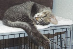 Picture of Cinder
