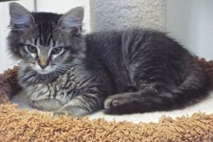 Picture of Cinder