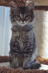 Picture of Cinder