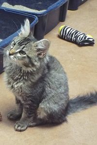Picture of Cinder