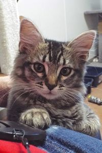 Picture of Cinder