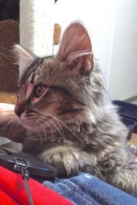 Picture of Cinder