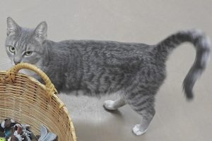 Picture of Cookie