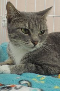 Picture of Cookie