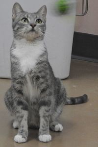 Picture of Cookie