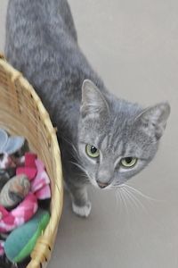 Picture of Cookie