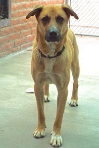 Picture of Duke