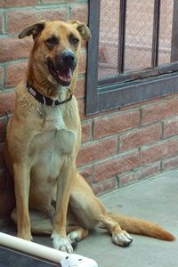 Picture of Duke