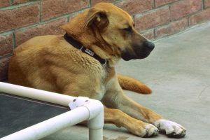 Picture of Duke