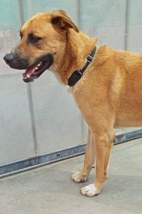Picture of Duke