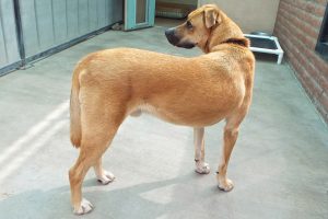 Picture of Duke