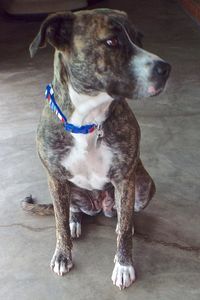 Picture of Dulce