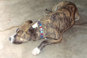 Picture of Dulce
