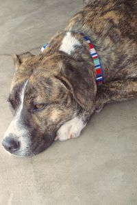 Picture of Dulce