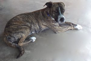 Picture of Dulce