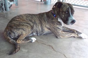 Picture of Dulce