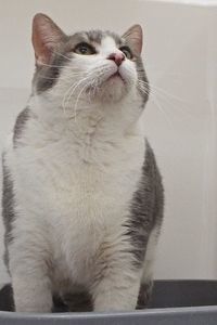 Picture of Fluffy
