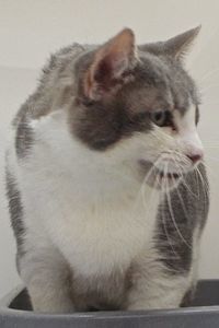 Picture of Fluffy