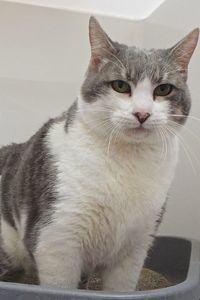 Picture of Fluffy