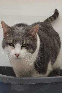 Picture of Fluffy