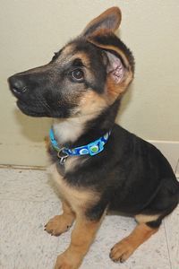 Picture of Hercules