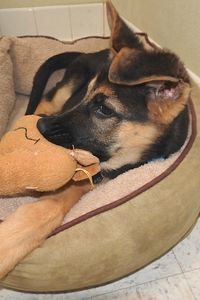 Picture of Hercules