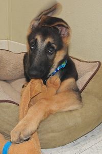 Picture of Hercules