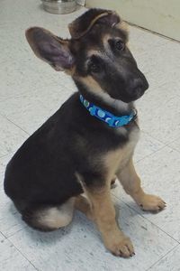 Picture of Hercules