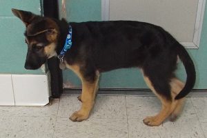 Picture of Hercules